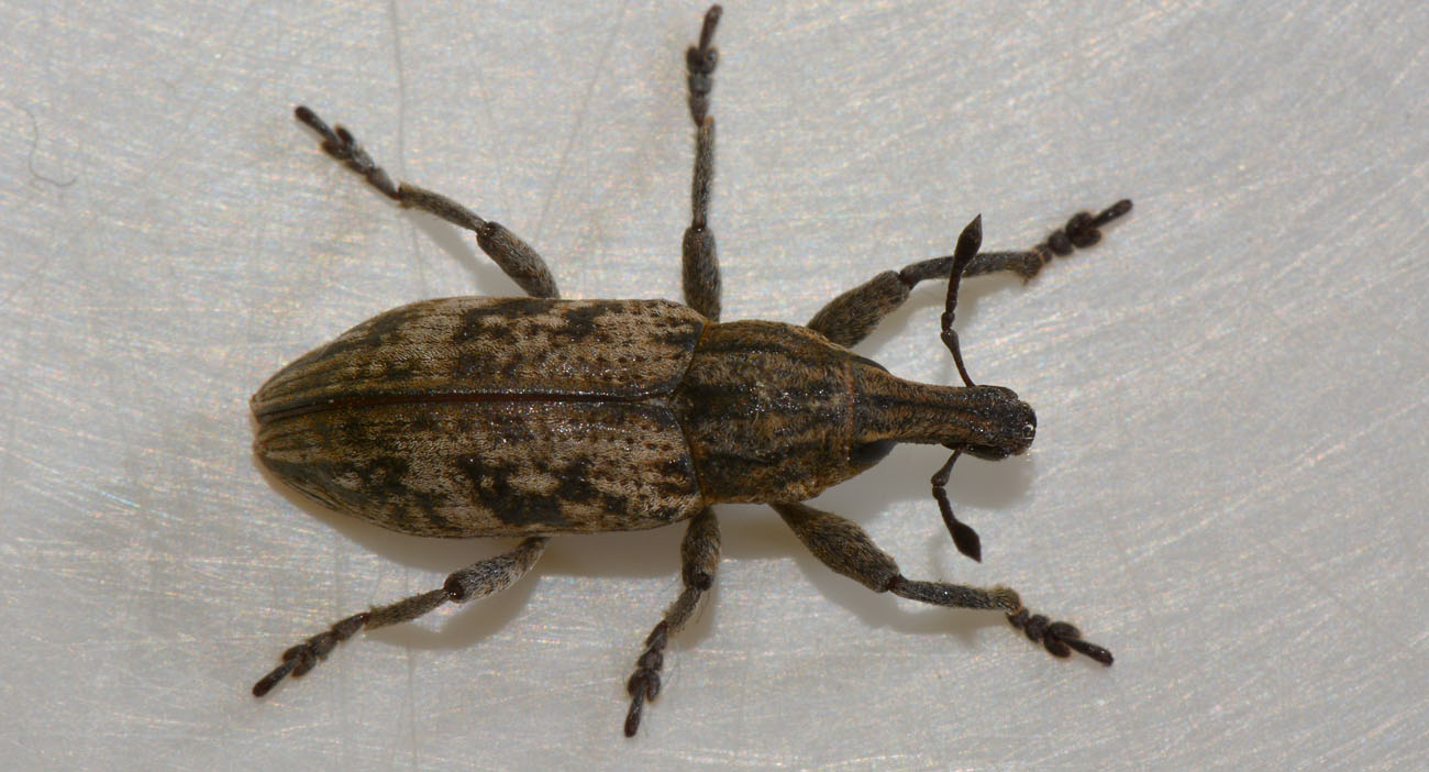 Curculionidae: Mecaspis alternans